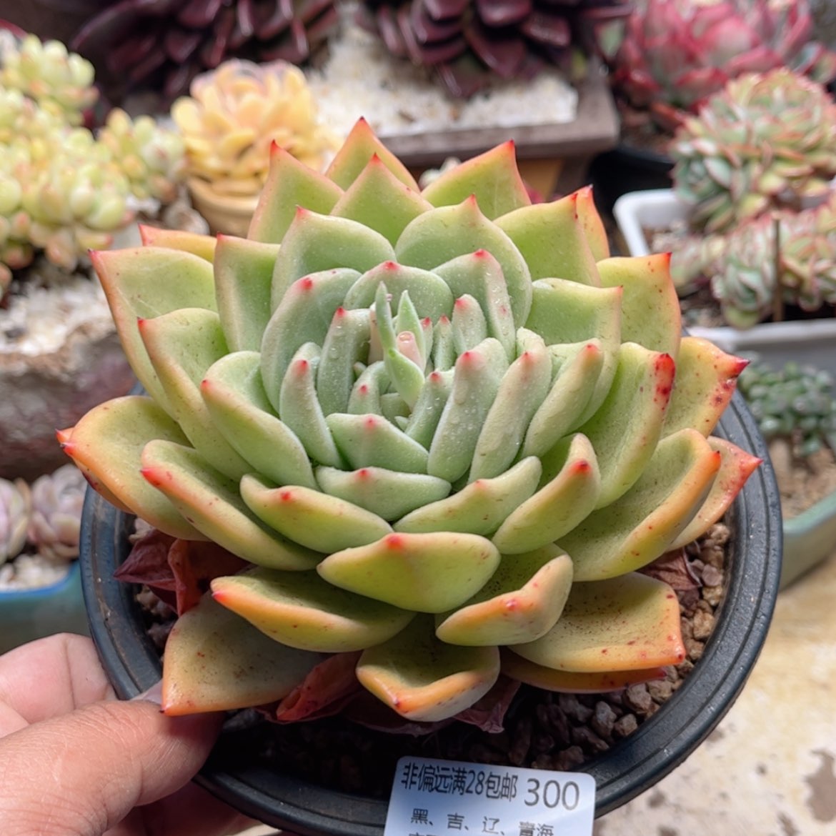【闪购商品】300香槟