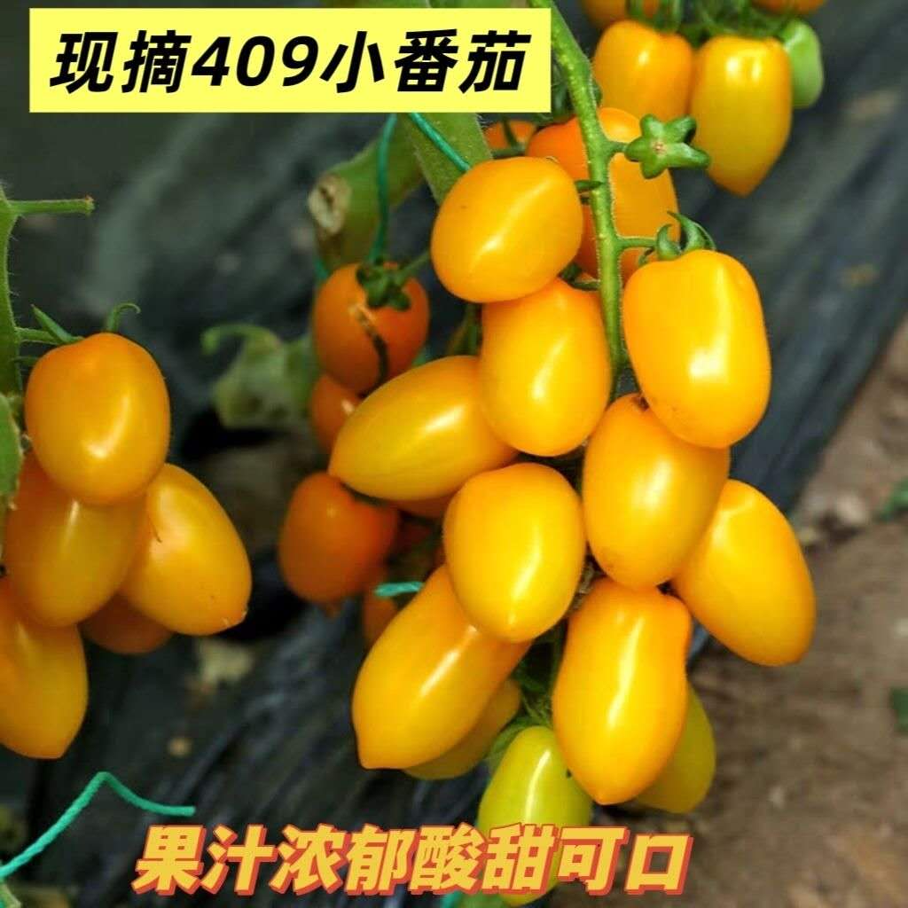 大湾黄花生柿子2斤