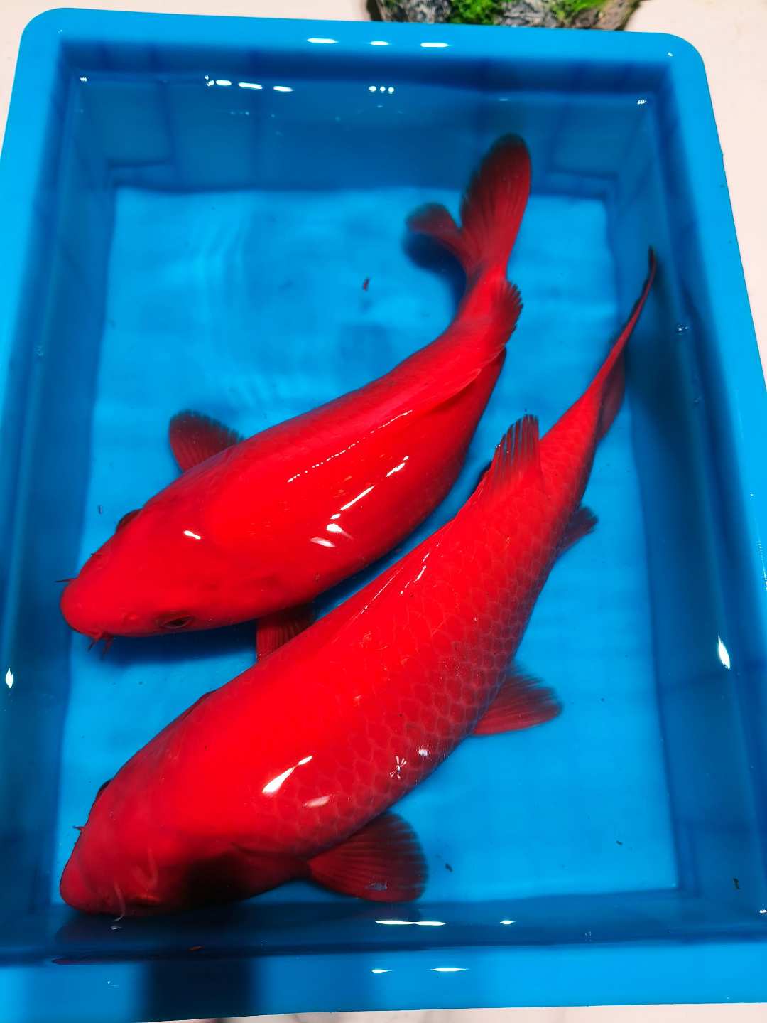 观赏鱼淡水鱼冷水鱼红荷包鲤