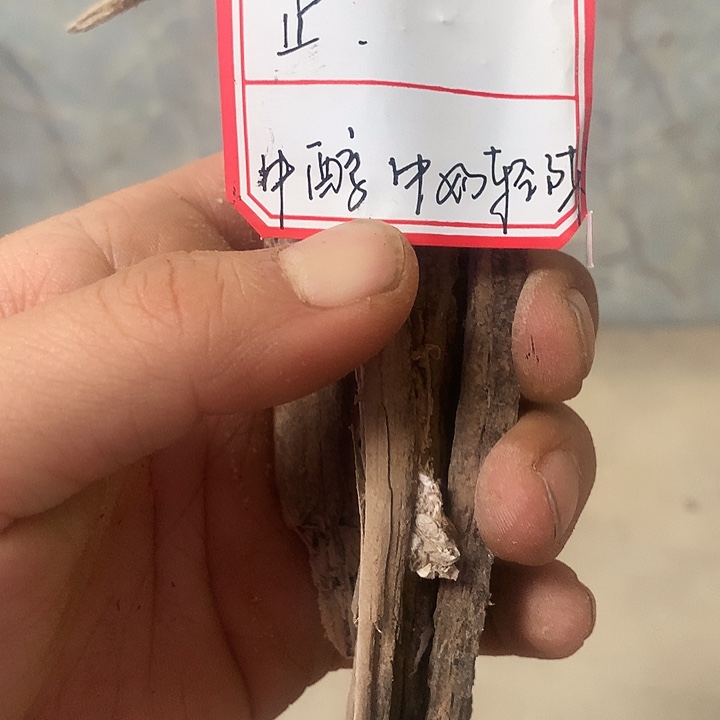 止***安大叶紫檀（黑酸枝木类）