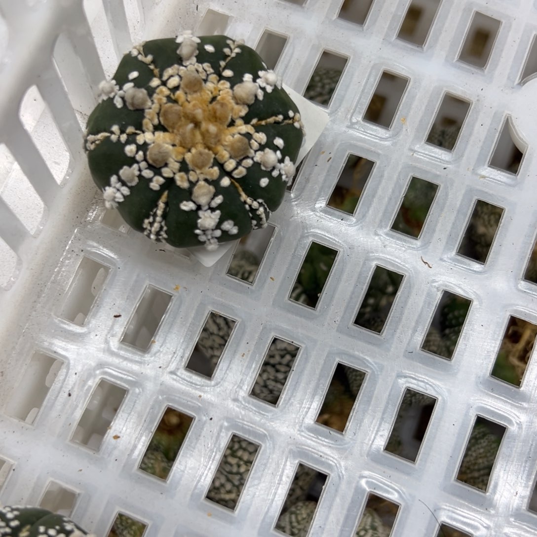 J***712.05号兜02仙人球