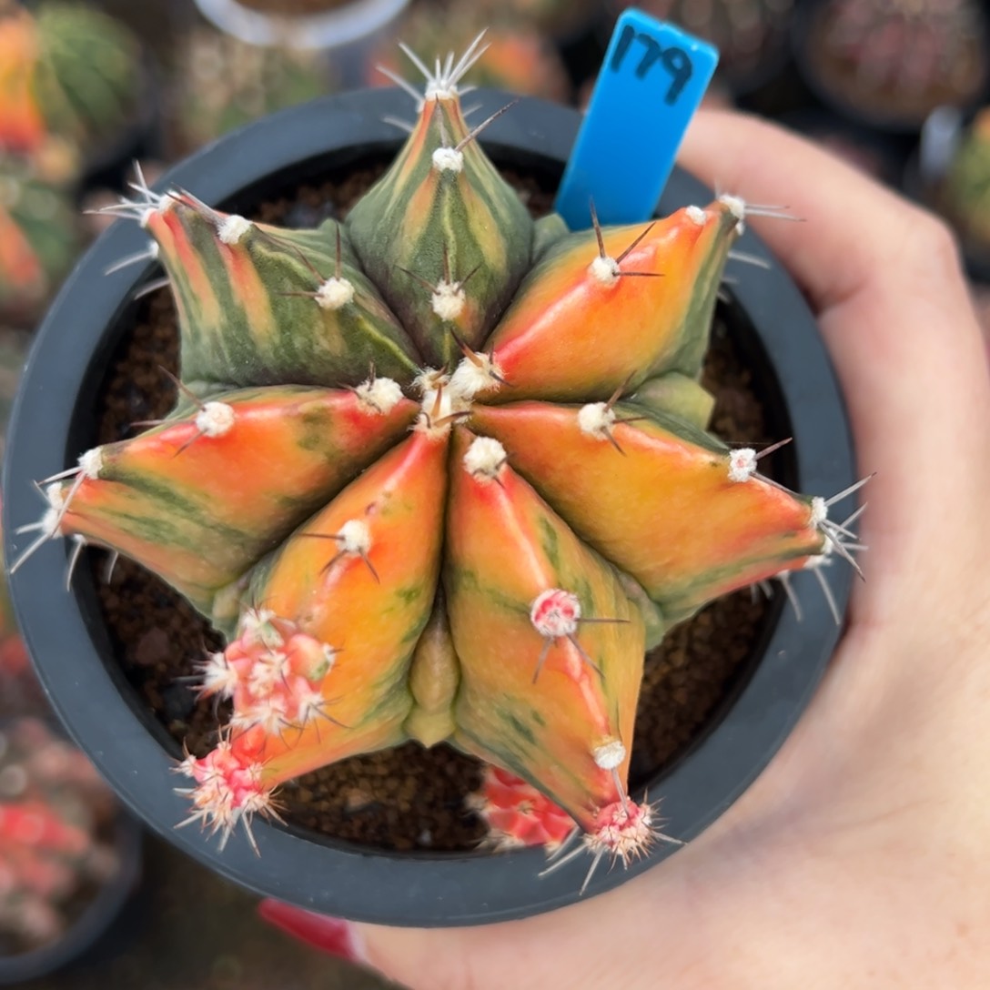 179泰系七棱七腹棱，带盆土发货