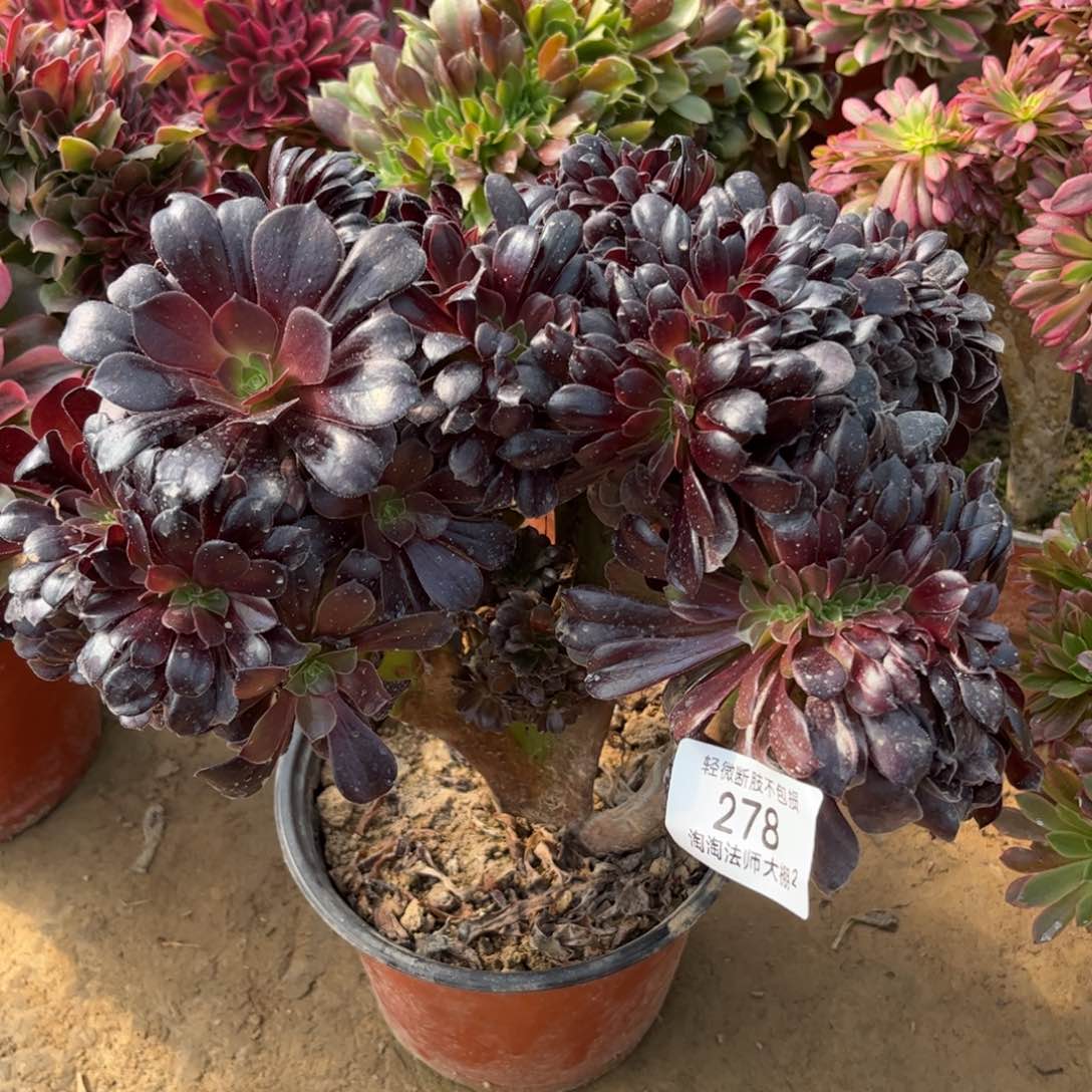 278欧紫缀化多肉植物法师