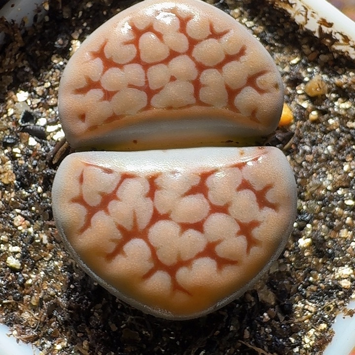 生石花2:：：。在。 7号