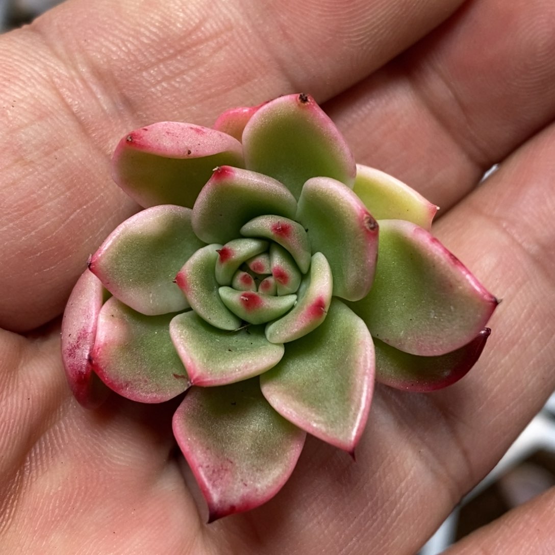 弗朗明哥锦   小方花圃一物一拍