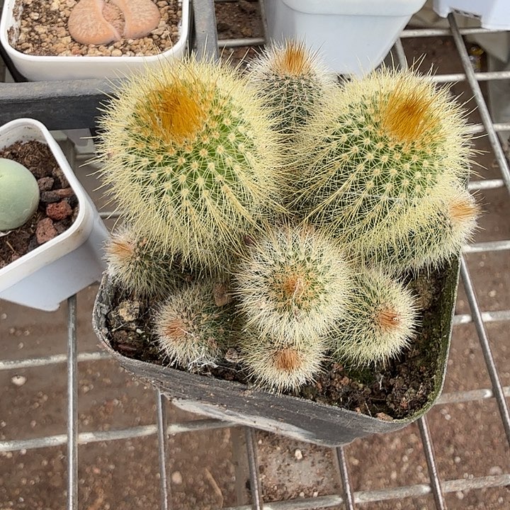 实生金丝猴7仙人球