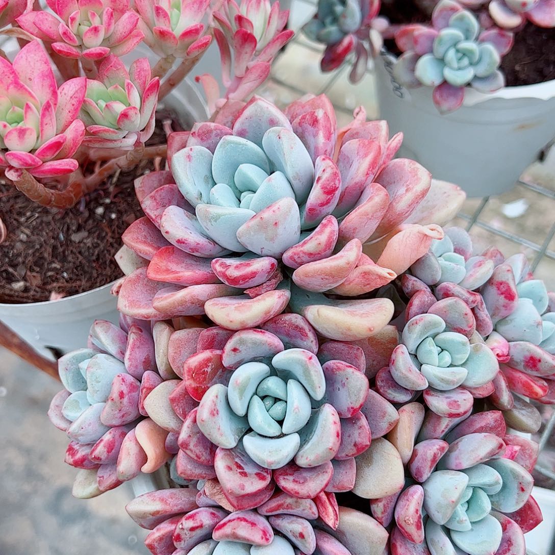 花斑露多头造型精品特价