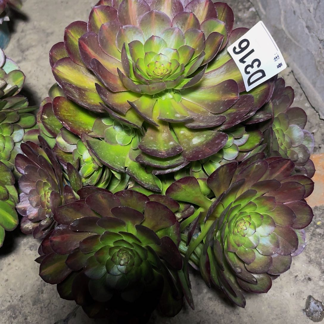 抹茶法师28-19包邮法师