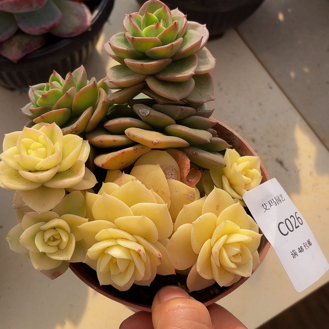 蜡牡丹锦026 多肉多肉多肉