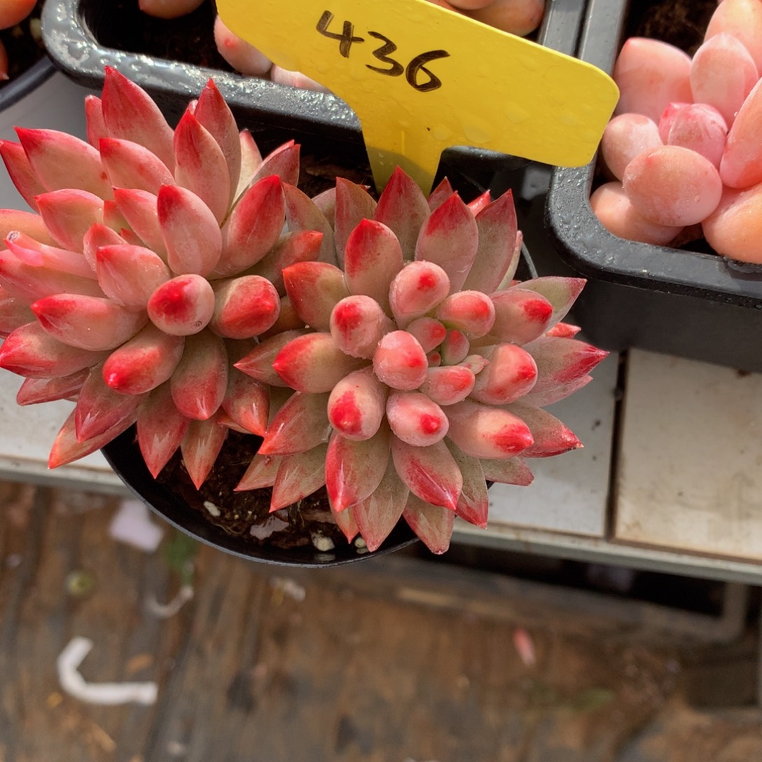 小****虞美人626363636633673