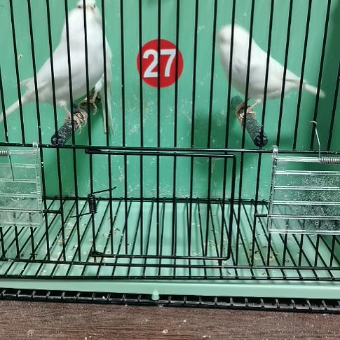 九***鸟虎皮鹦鹉白小格公一只