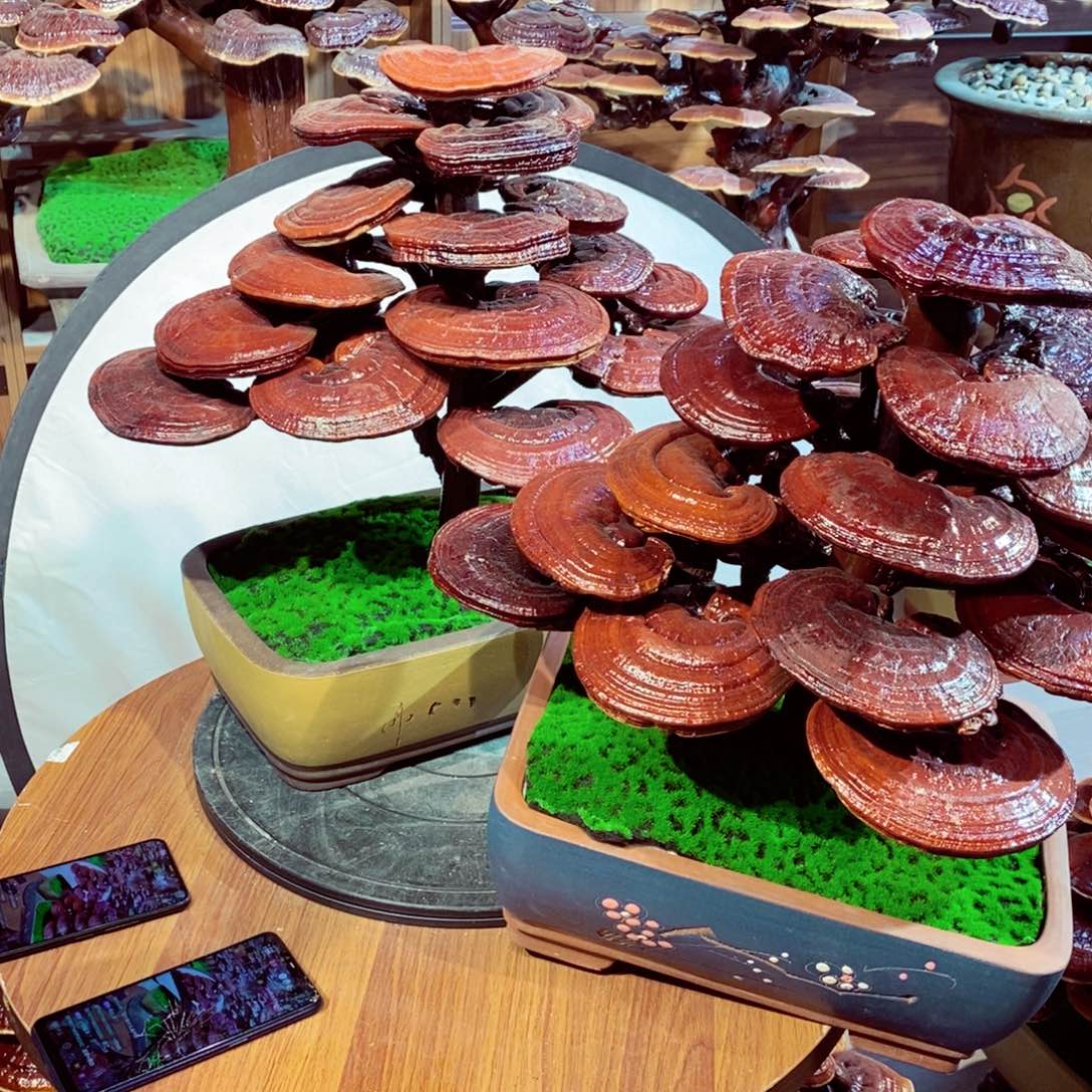 用****2发财树发财树发财树