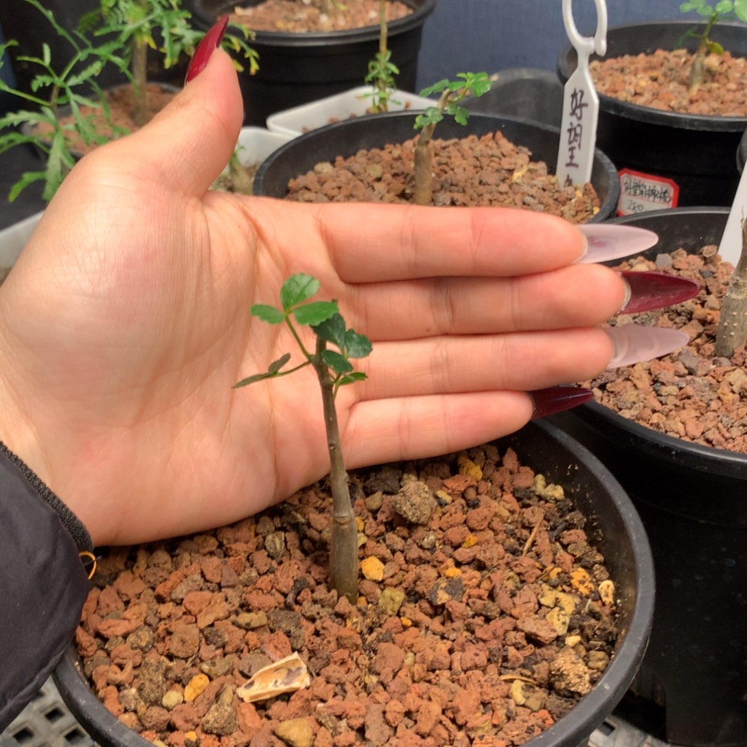 好望角橄榄实生小苗