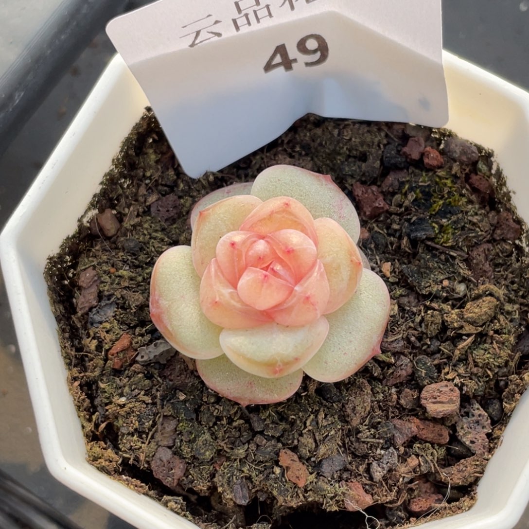 49号糖心冰心珍妮 幻梦