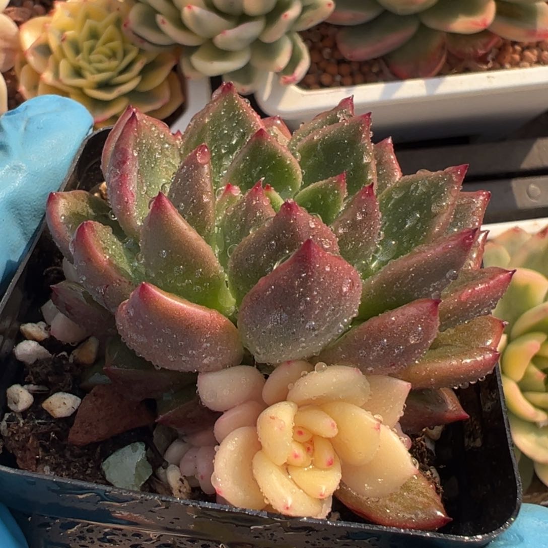 拉菲锦，阴阳锦多肉植物