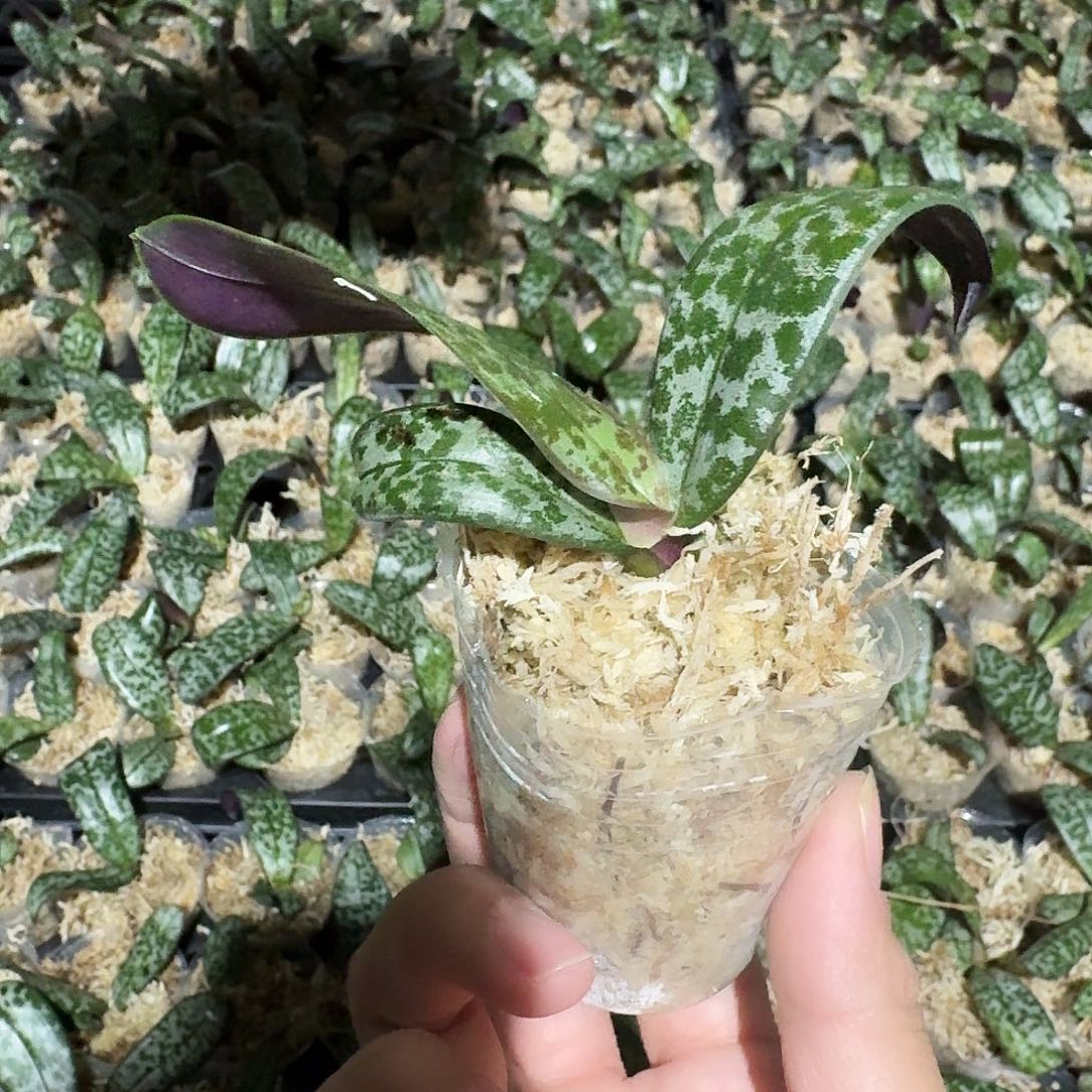 完全开放s*n蝴蝶兰