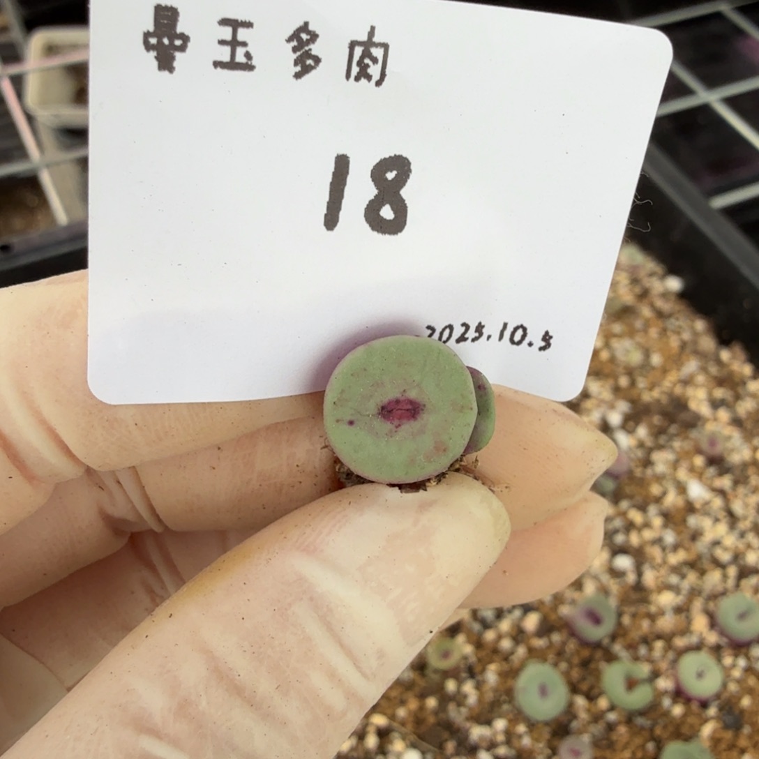 粥***多肉多肉多肉10.5-018