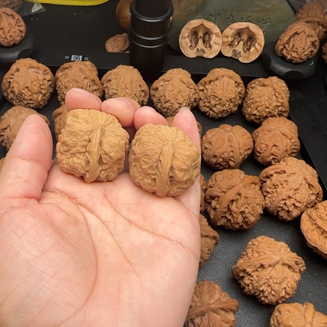 蛤蟆头一帆风顺一根筋