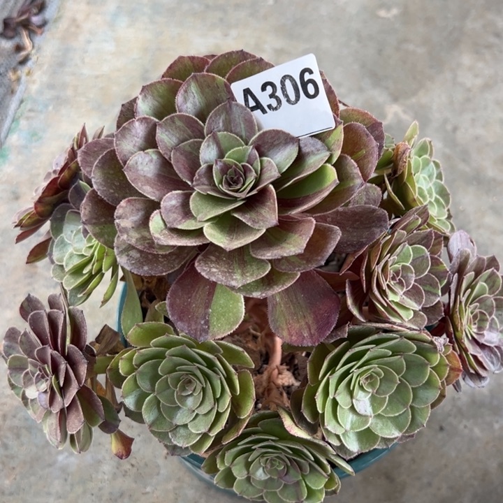 306白凤20厘米左右