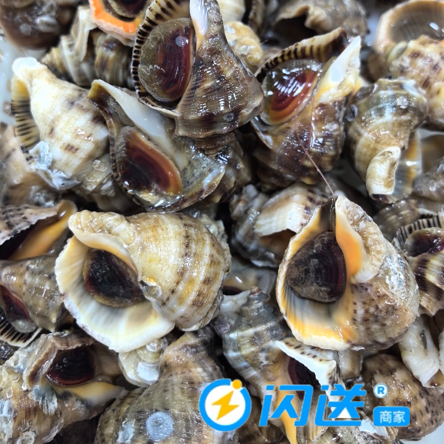 鲜活海螺（小个）/500g/按斤销售