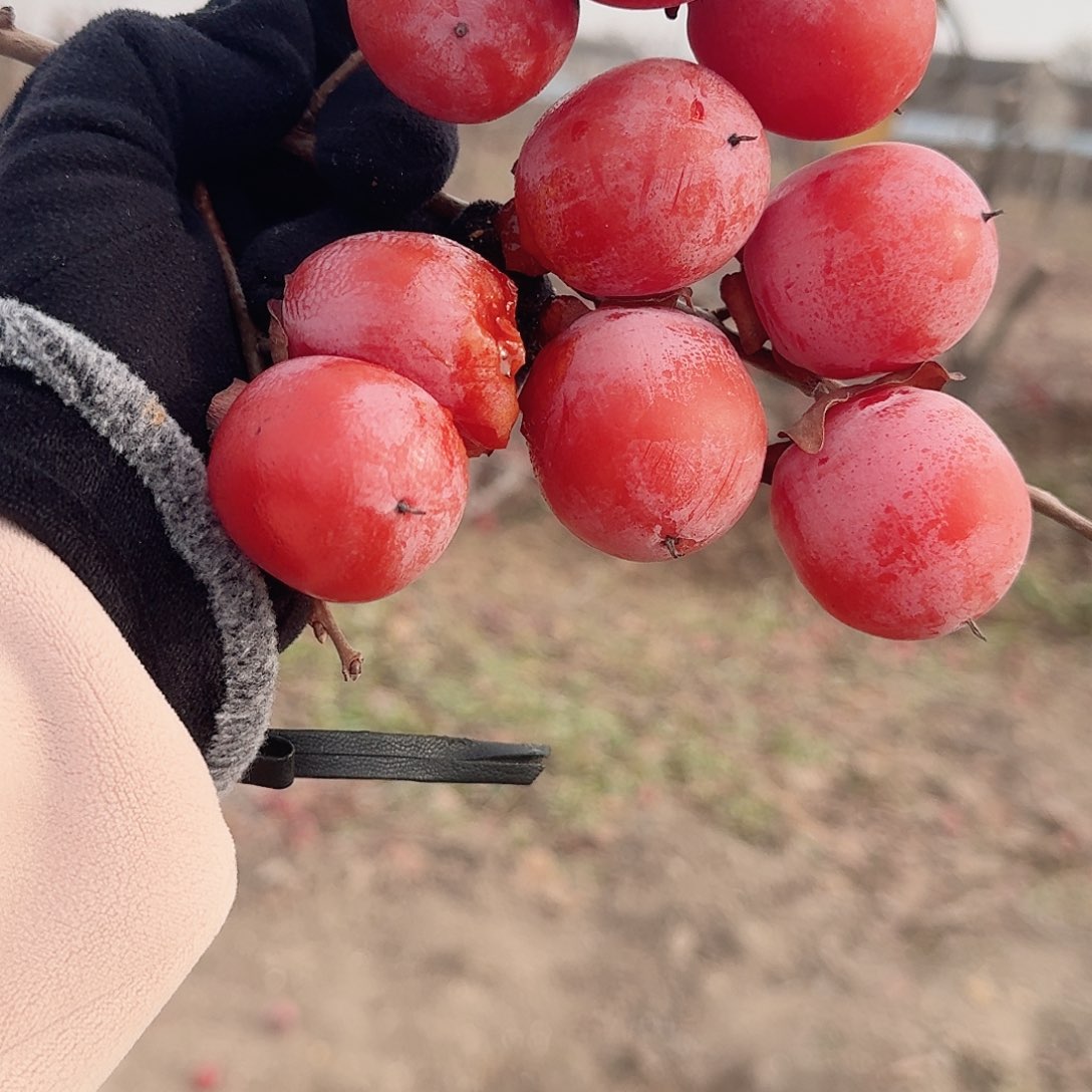 无花朵火罐柿子裸根发货