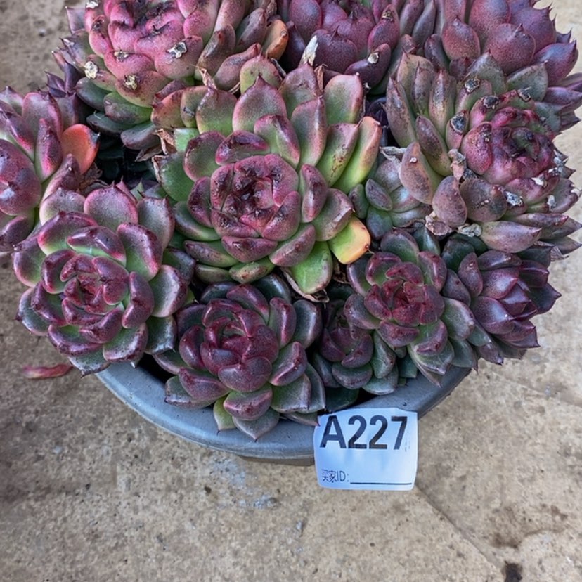 【闪购商品】天****?多肉植物