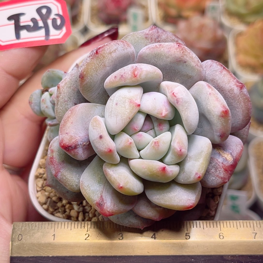 F290一物一拍 石化橙梦露