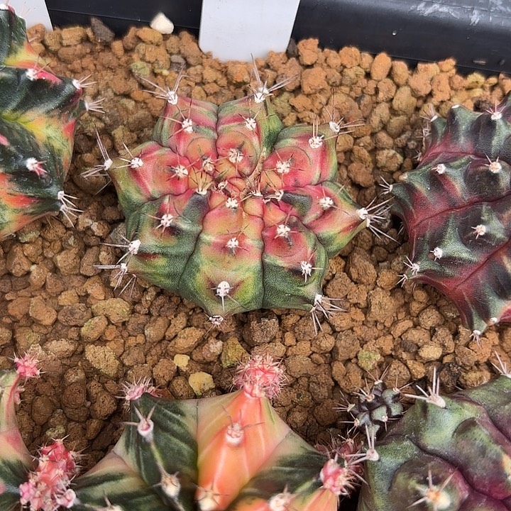 267-0811泰国发货多肉