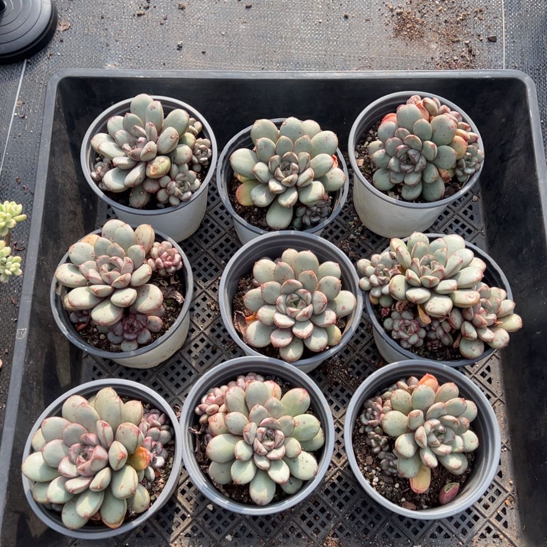 葡萄4头起，有叶斑，图中任意一颗，尺寸9+