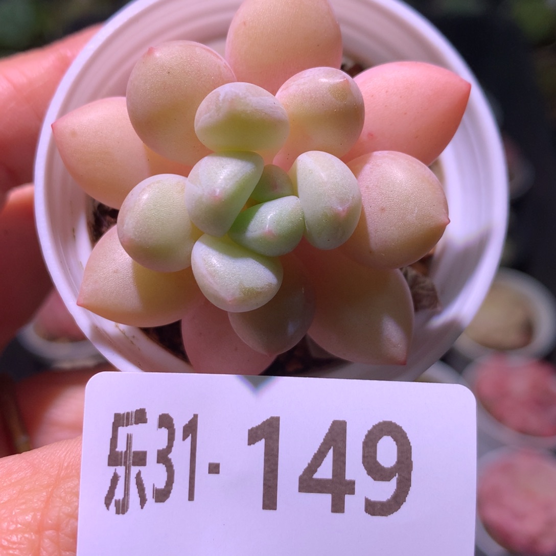 乐然31-149 泡泡糖 