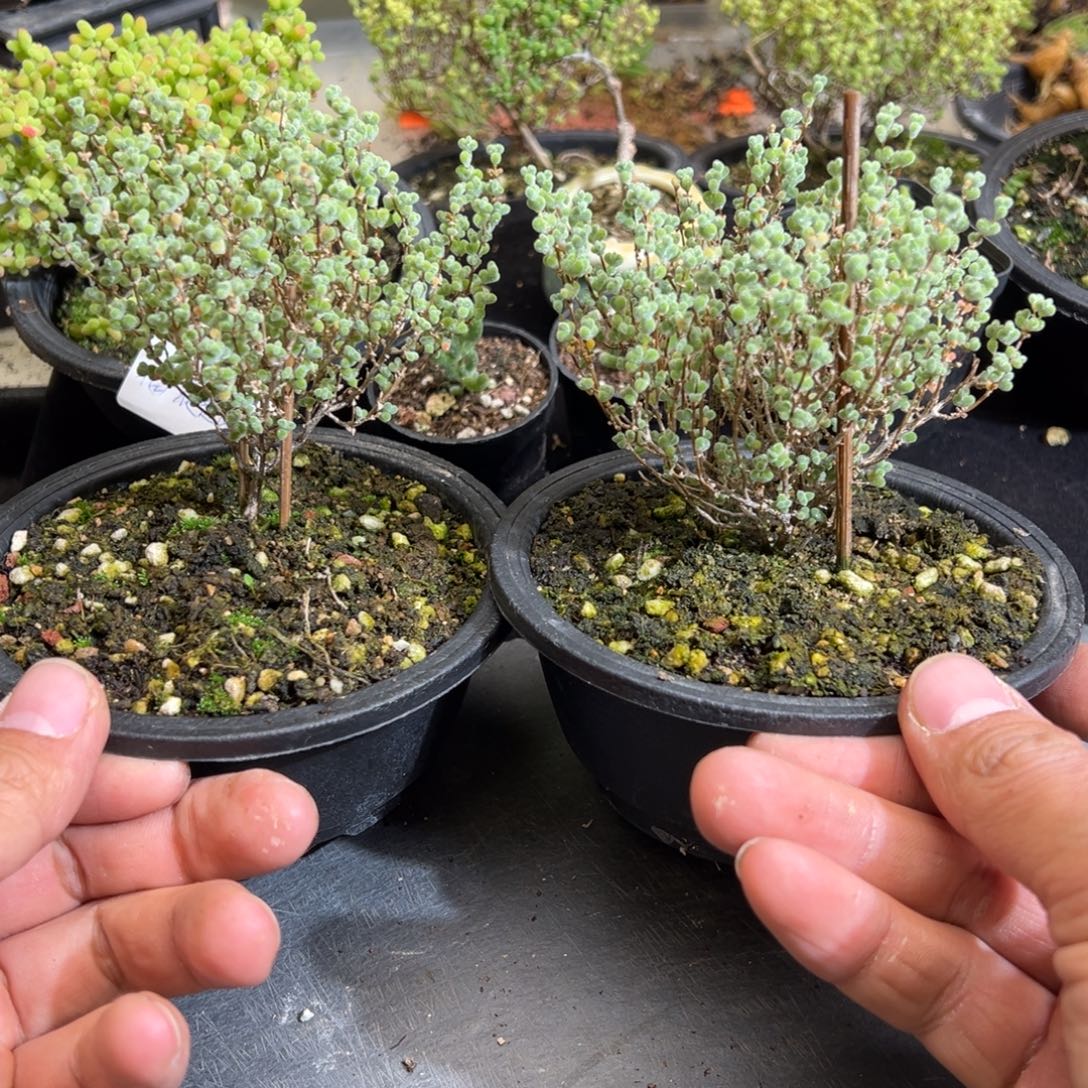 超级莱斯120盆老桩福利