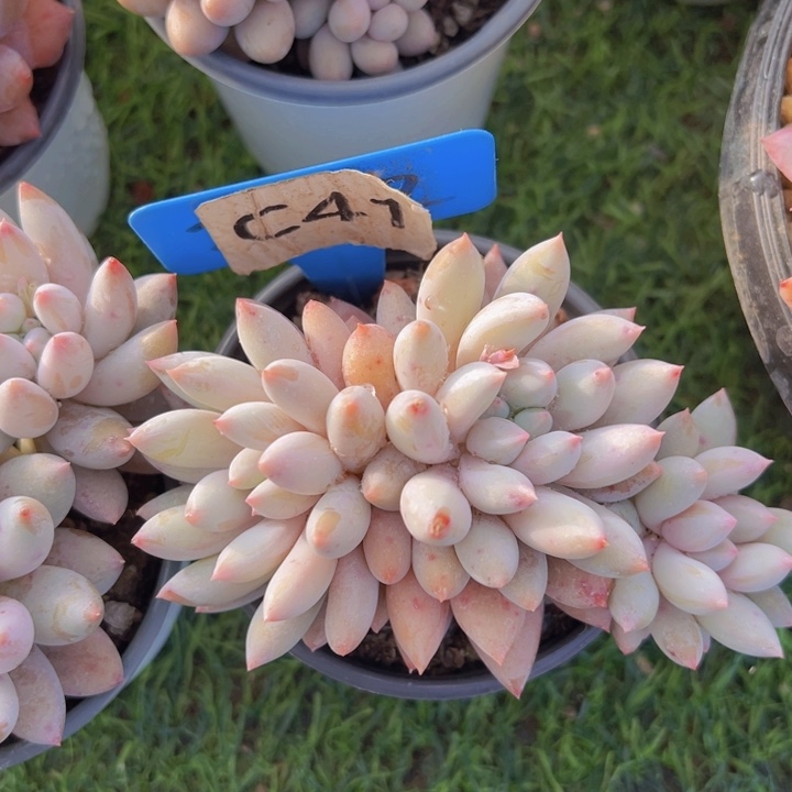 健健康康平平安安