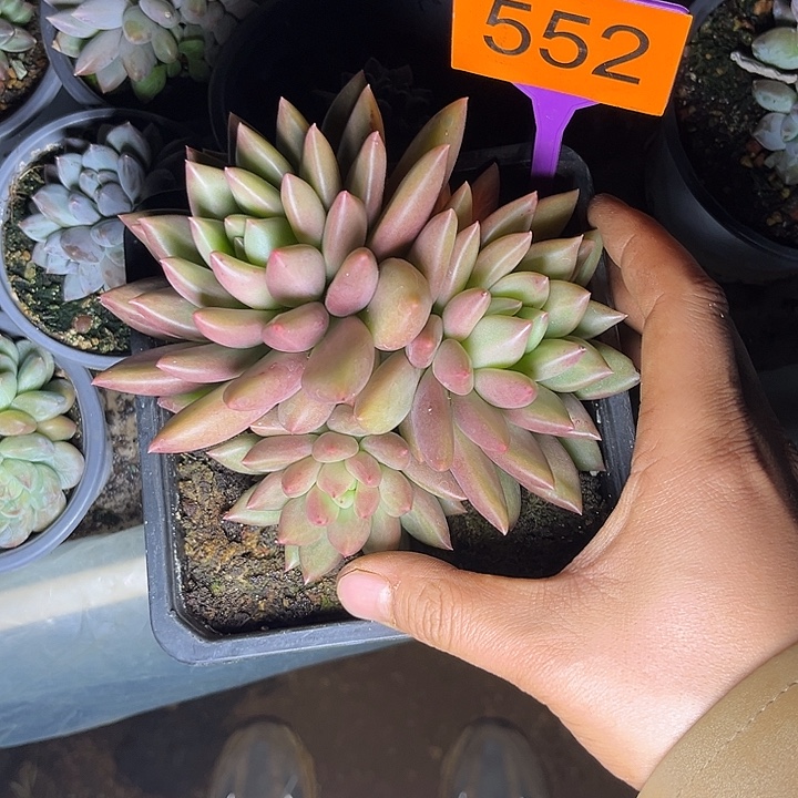 多肉植物米其林552