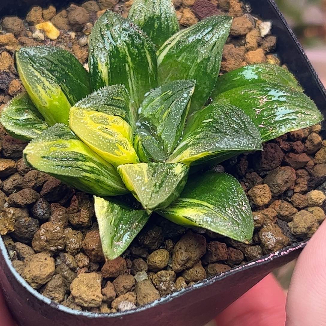 毛蟹母本锦十二卷多肉