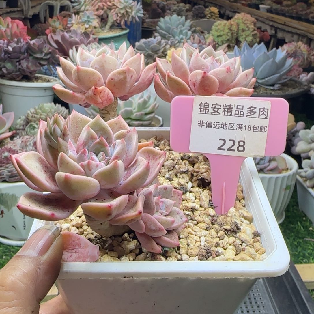 锦安精品多肉植物编号228