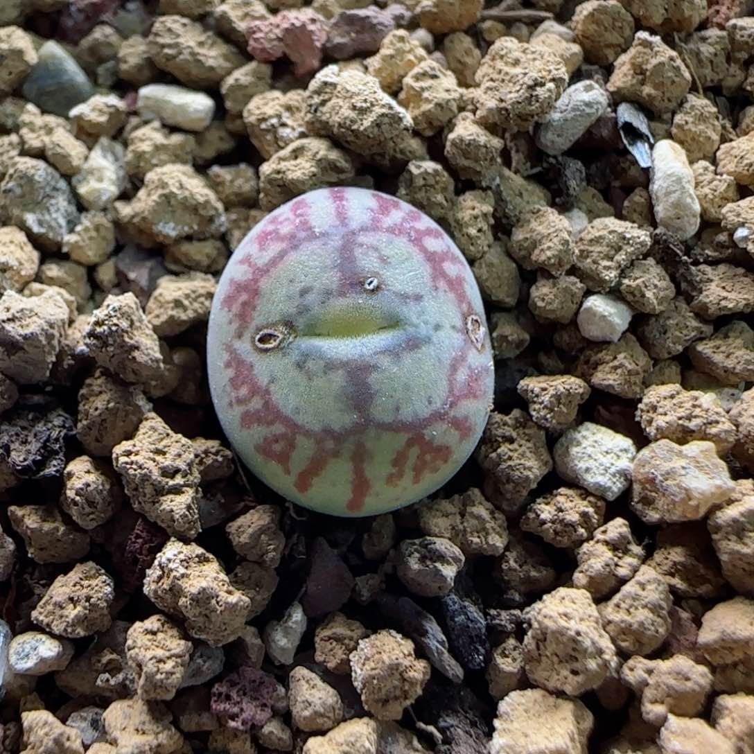 1-13-4-1福利水蜜桃杂八重墨1.2cm多肉脱土