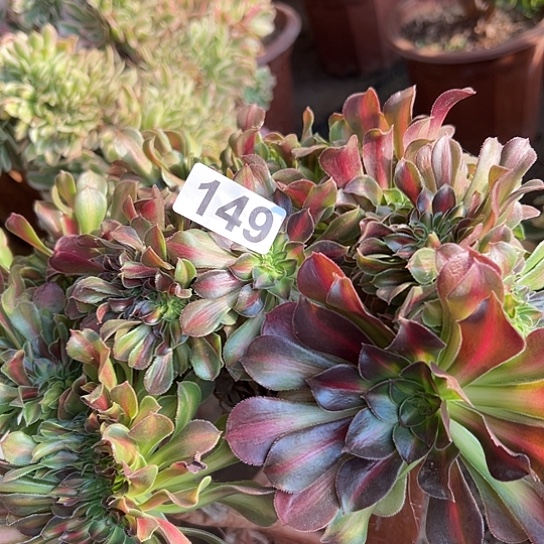 心***梦多肉植物一个微瑕149