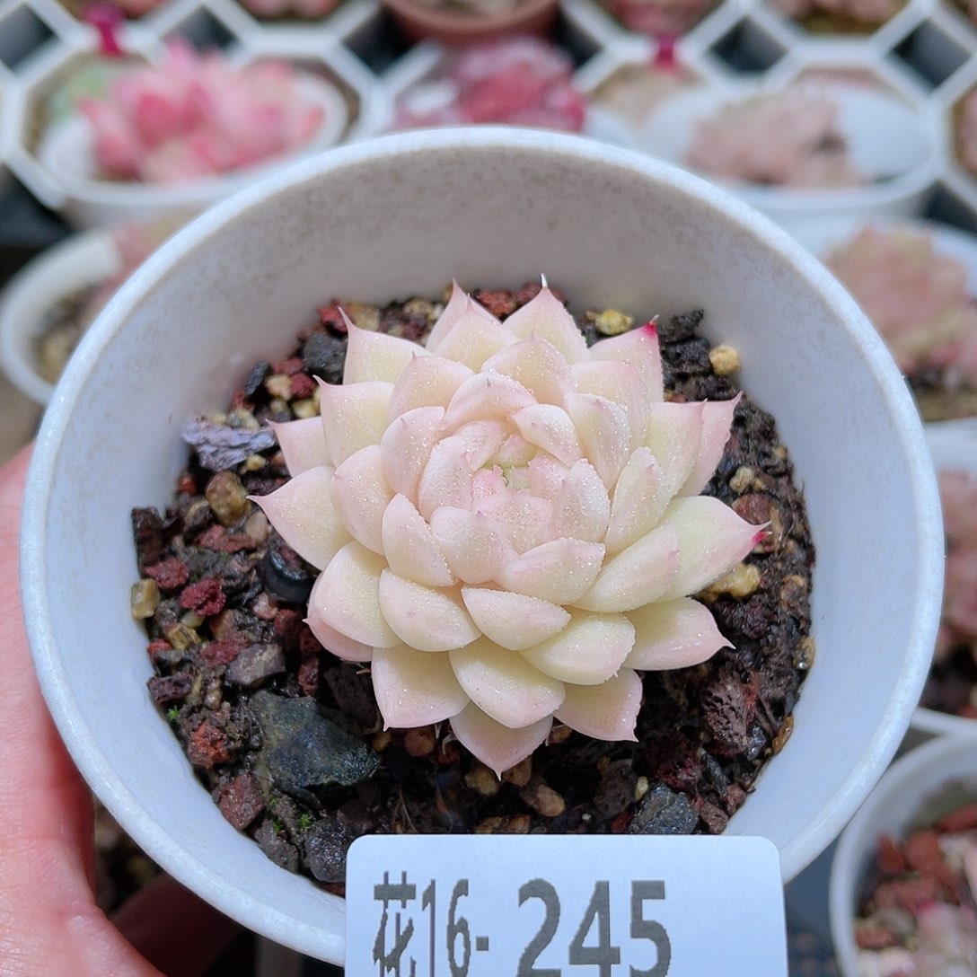 花利美16-245麦秆