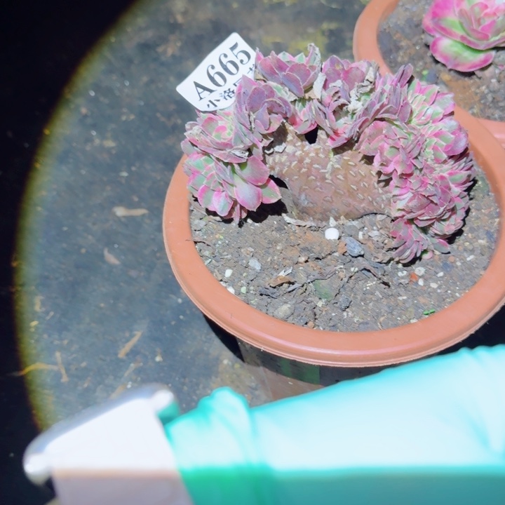 665 荔枝缀化多肉植物满28包邮