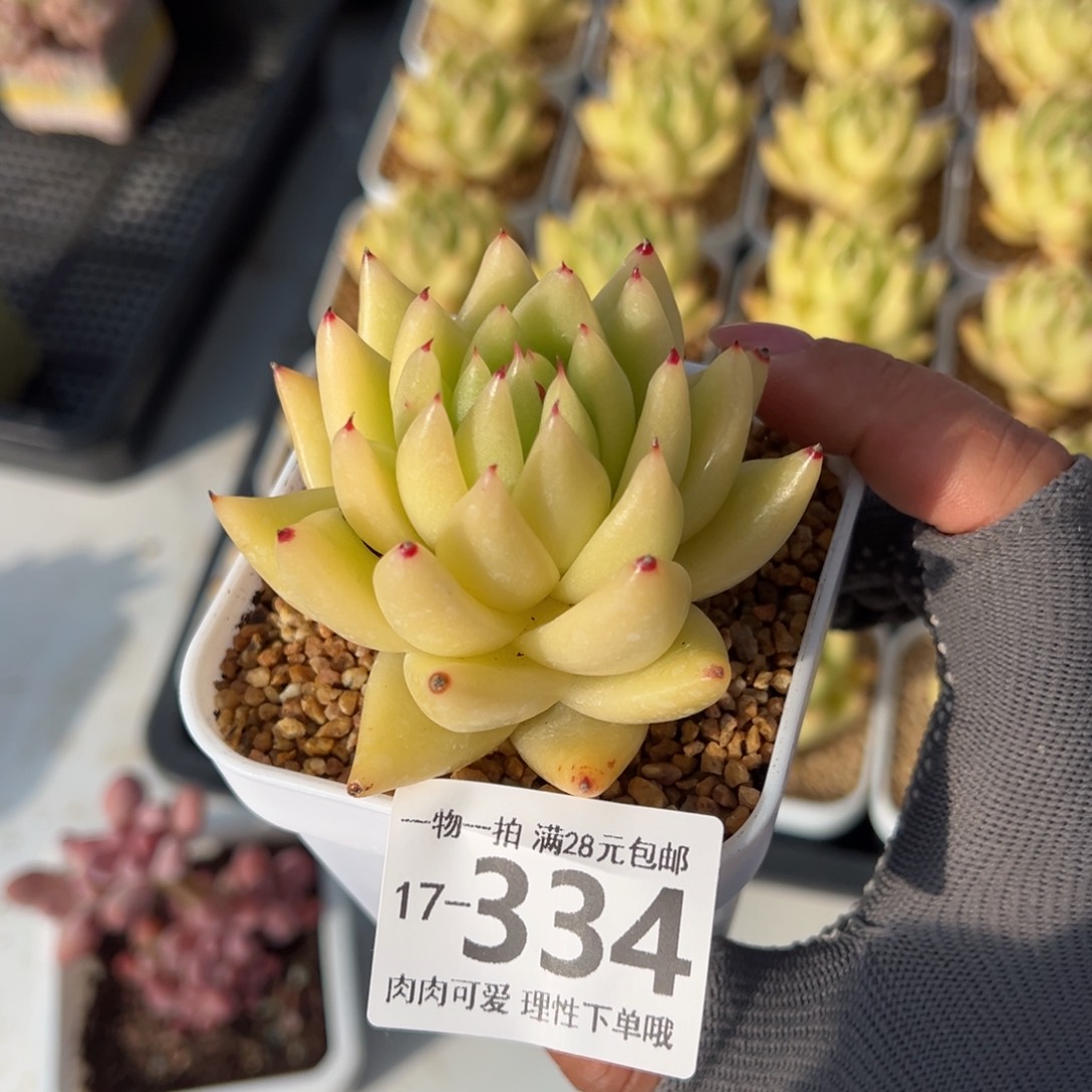 黄金玛利亚多肉多