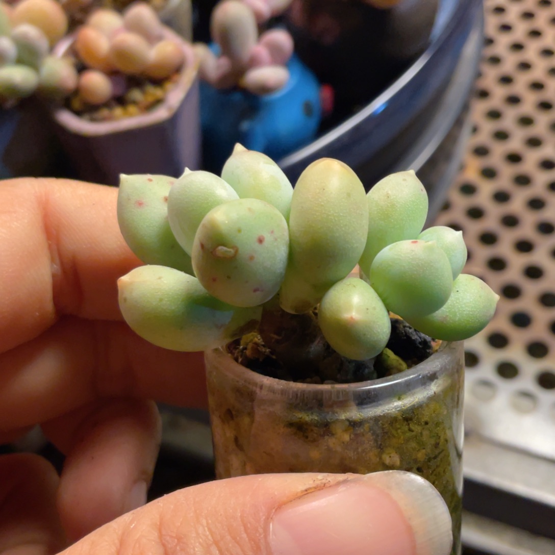 汉堡包奶酪老庄一体