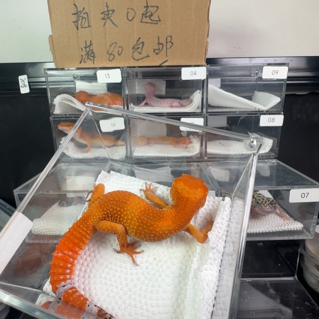 豹纹守宫血蜜橘满尾弟弟