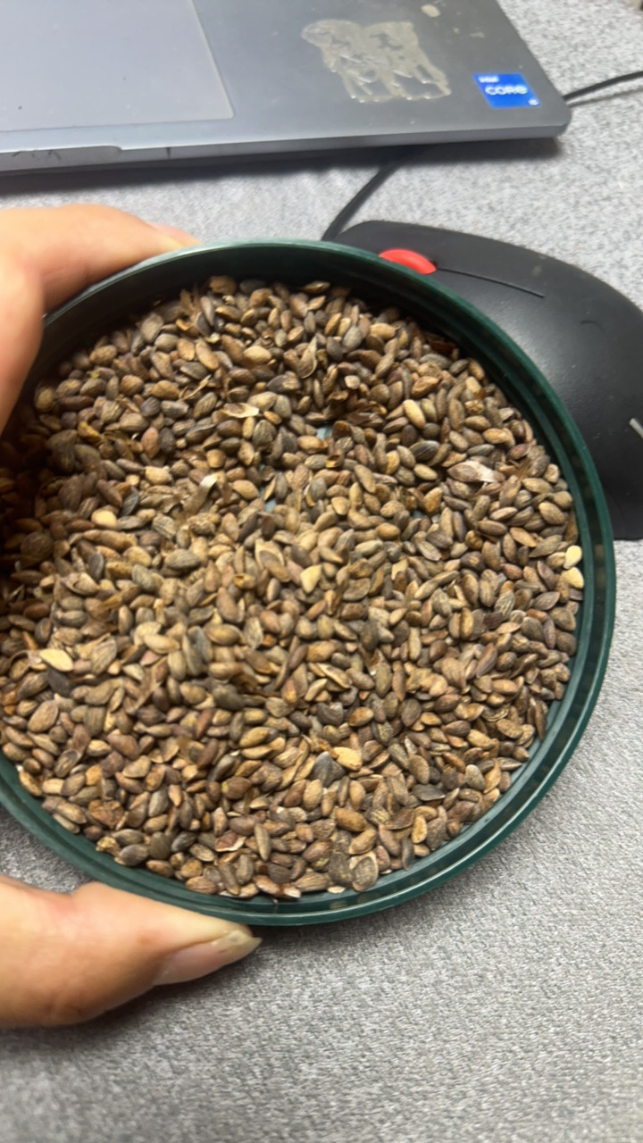 三河 三河 三河 日本三河30-50粒