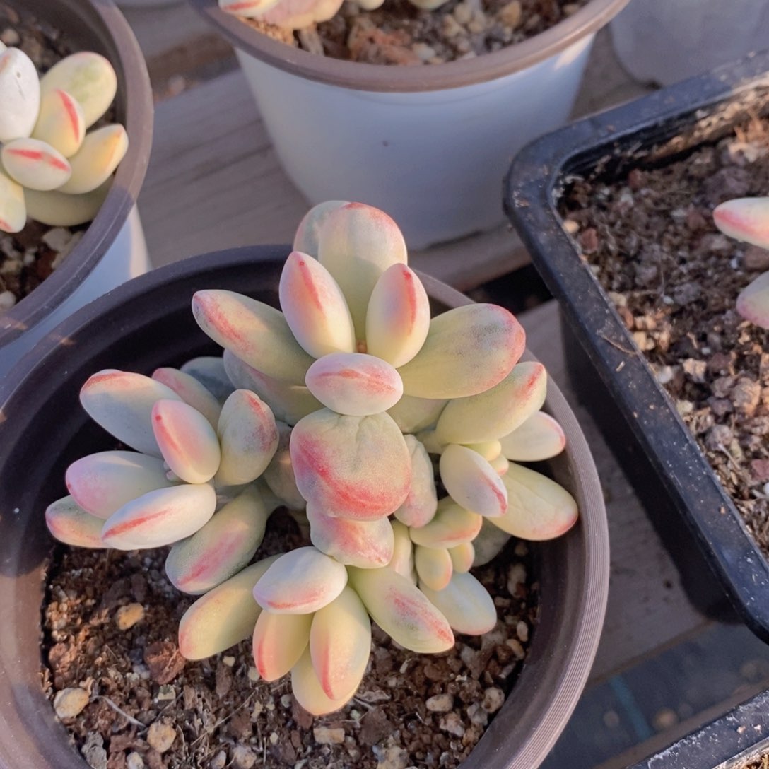 福娘锦，西瓜锦1111111