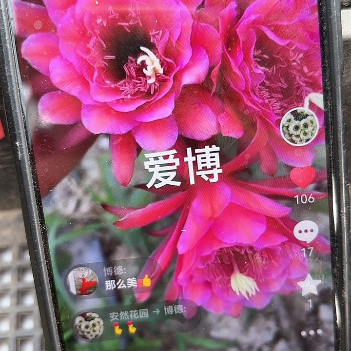 爱伯金妞20包邮仙人球瑕28