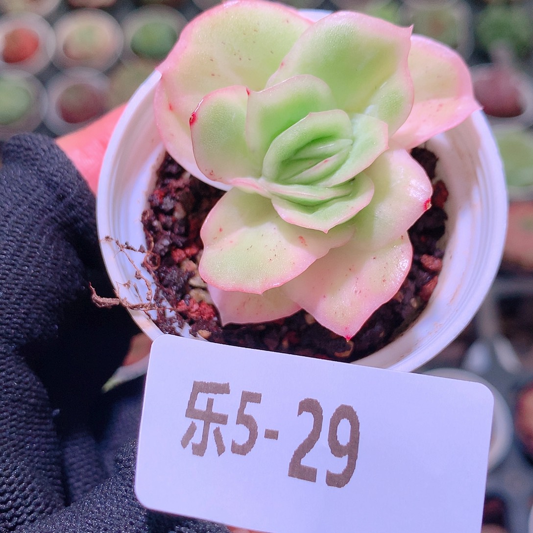 乐然5-29 冰玫瑰 