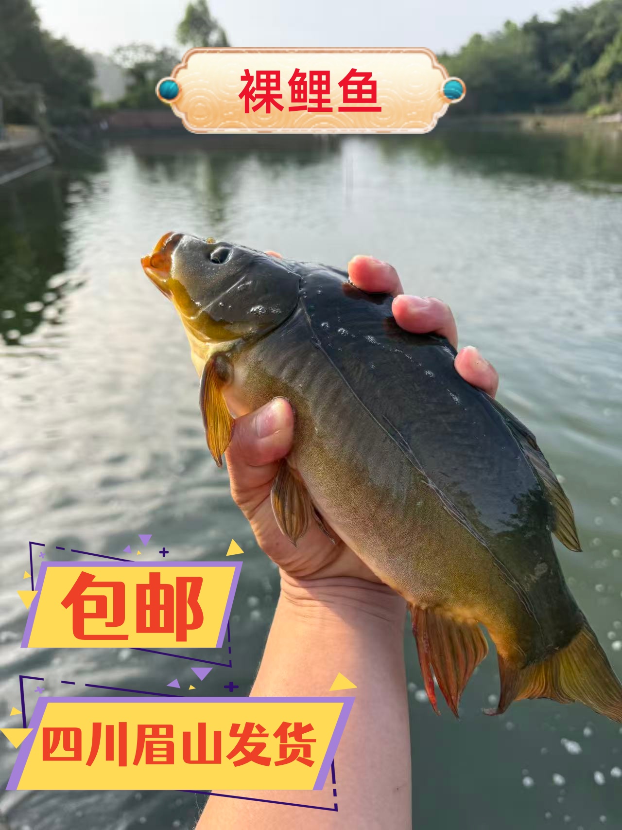 裸鲤鱼 无磷鲤鱼 淡水养殖 四川眉山发货