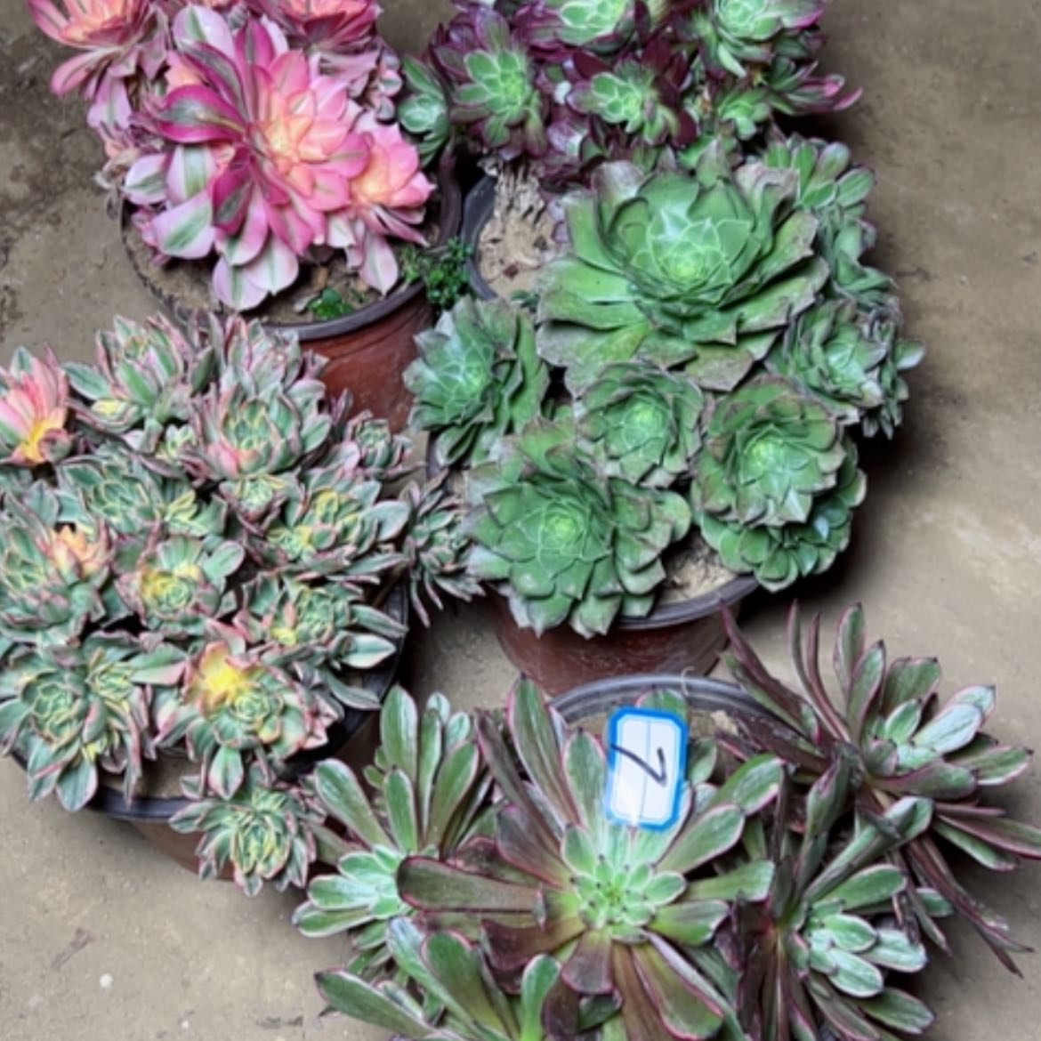 【闪购商品】多肉植物砍过不售后7