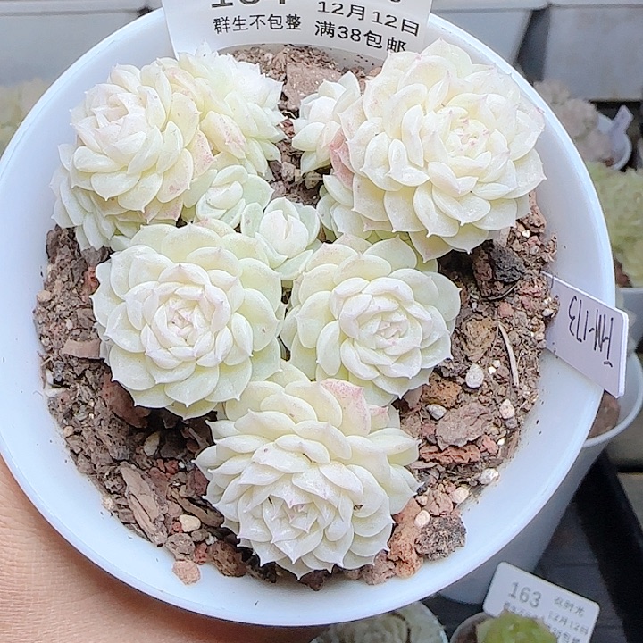 1212-164fm-173麦杆