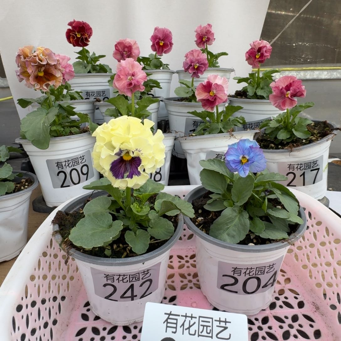 无花朵无**开252号角堇